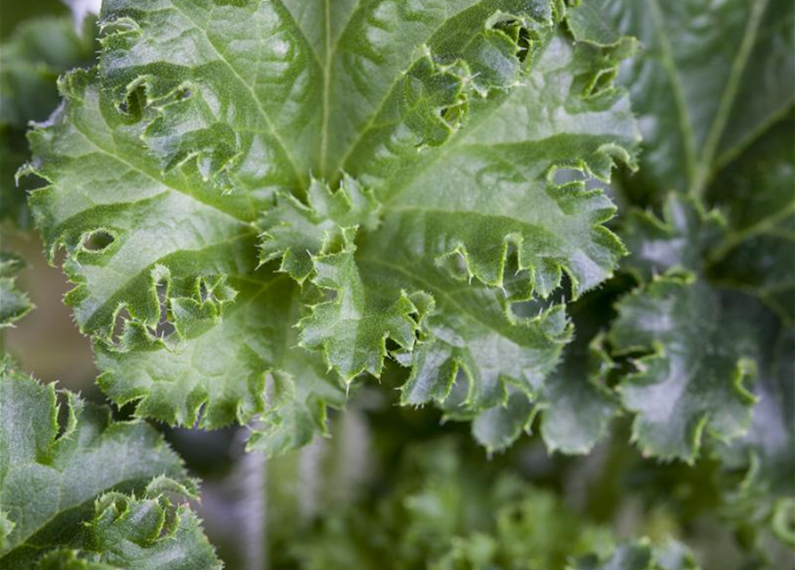 Heuchera Meristem