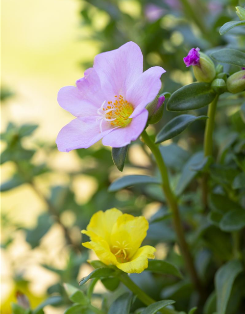 Portulakröschen