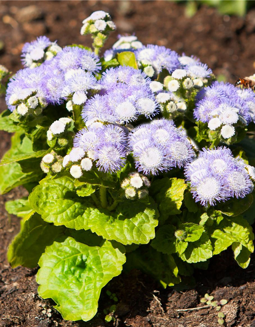 Gewöhnlicher Leberbalsam