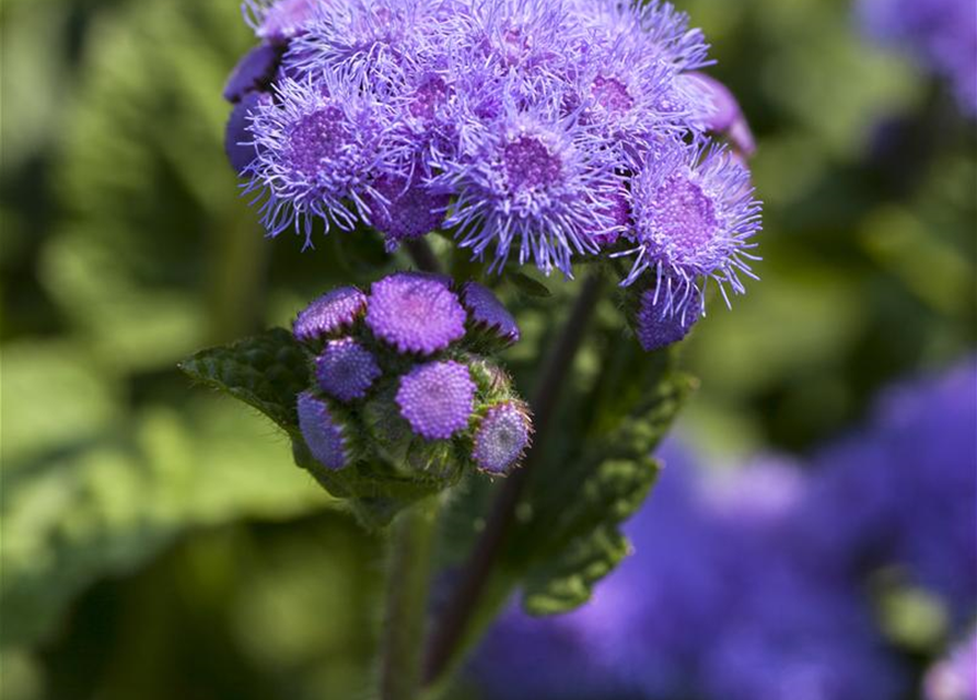 Gewöhnlicher Leberbalsam