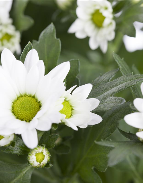 Garten-Chrysantheme