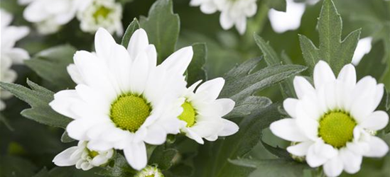 Garten-Chrysantheme