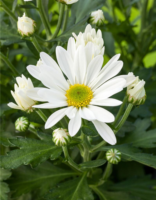 Garten-Chrysantheme