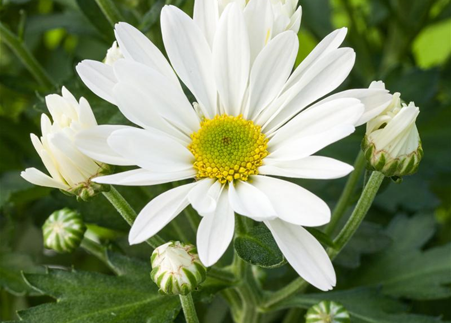 Garten-Chrysantheme