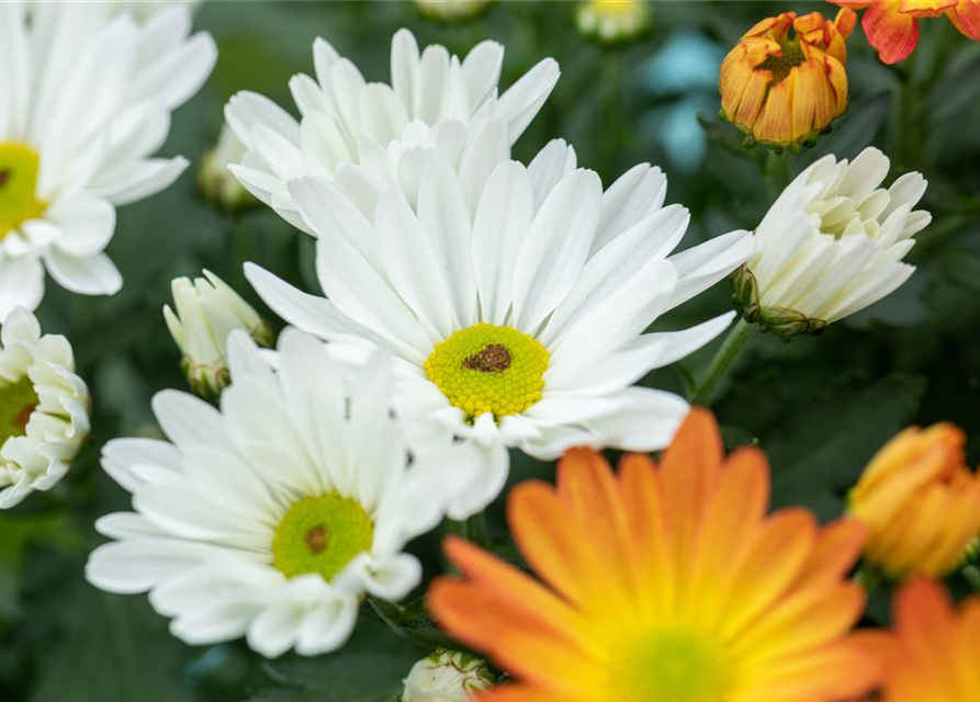 Garten-Chrysantheme