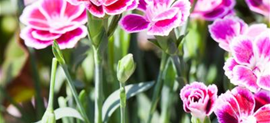 Dianthus 'Pink Kisses'®