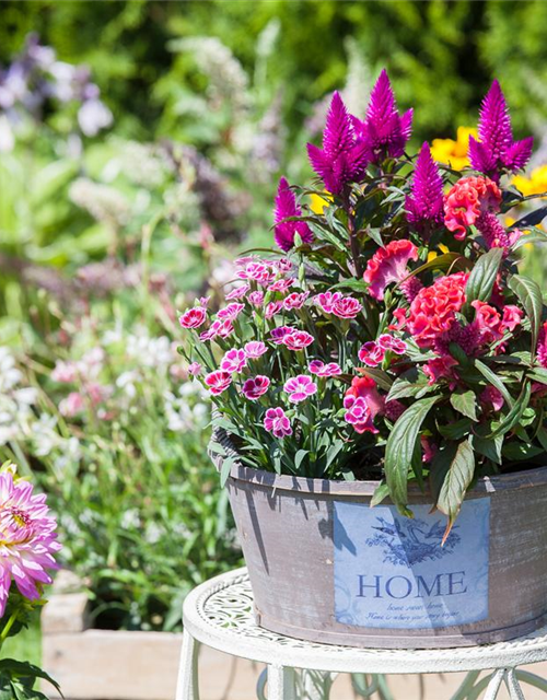 Dianthus 'Pink Kisses'®