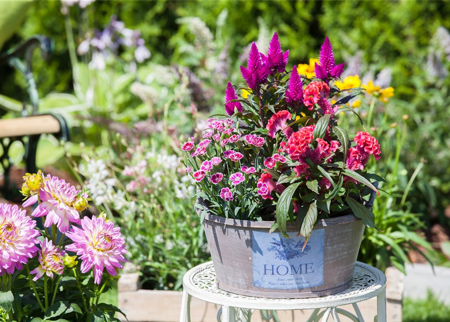 Dianthus 'Pink Kisses'®