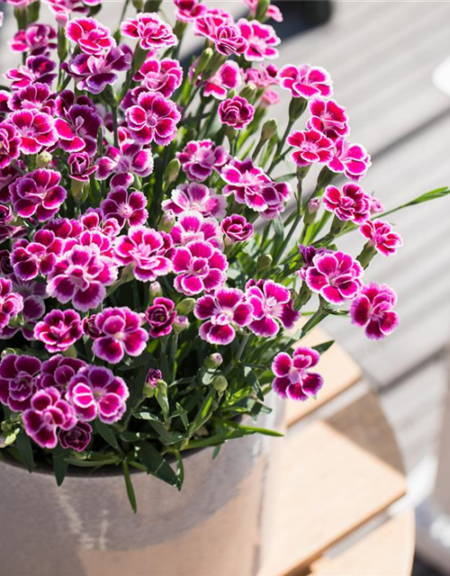 Dianthus 'Pink Kisses'®