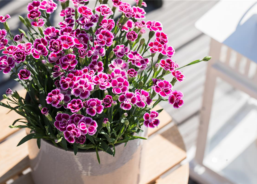 Dianthus 'Pink Kisses'®