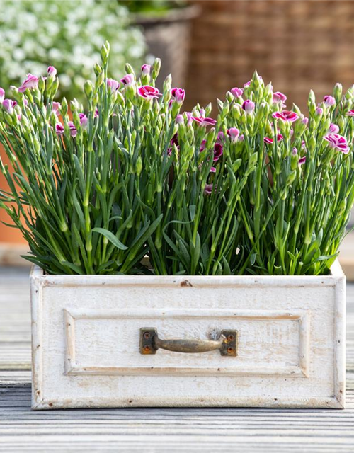 Dianthus 'Pink Kisses'®