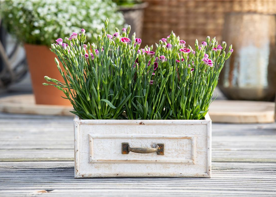 Dianthus 'Pink Kisses'®