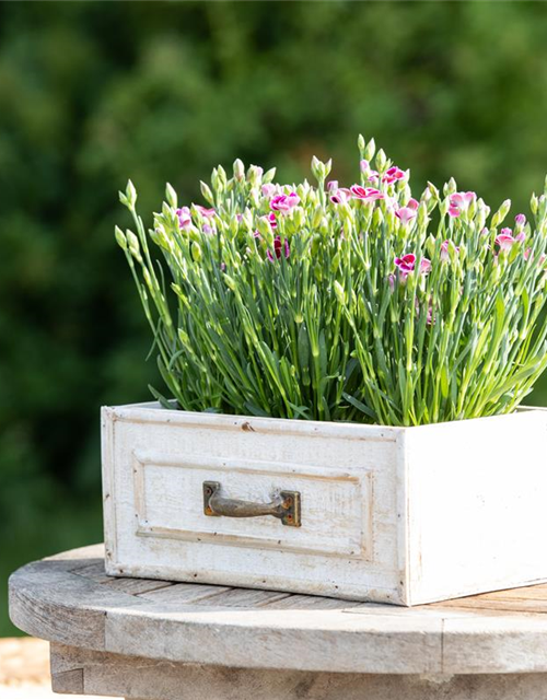 Dianthus 'Pink Kisses'®