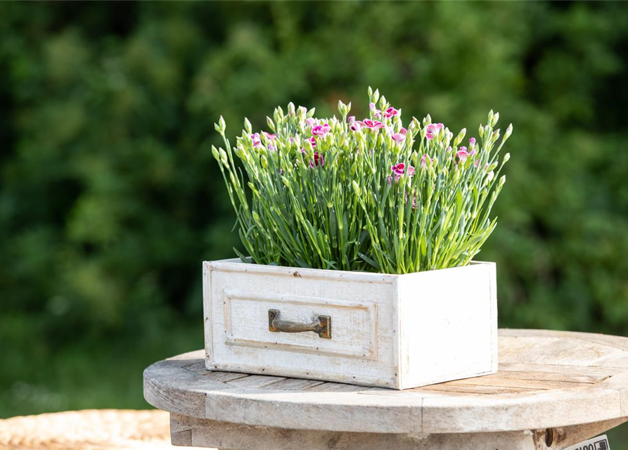 Dianthus 'Pink Kisses'®