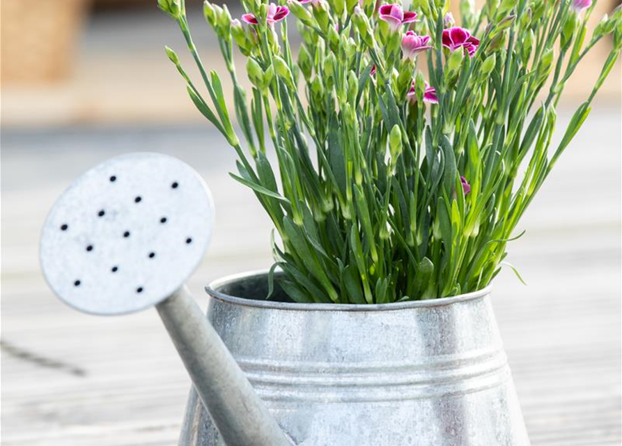 Dianthus 'Pink Kisses'®