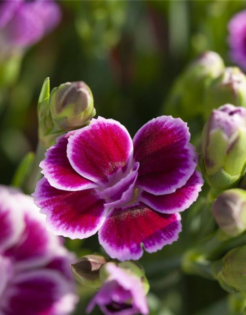 Dianthus 'Pink Kisses'®