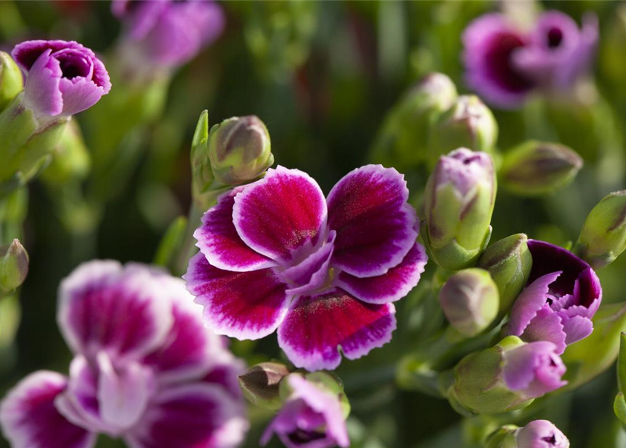 Dianthus 'Pink Kisses'®