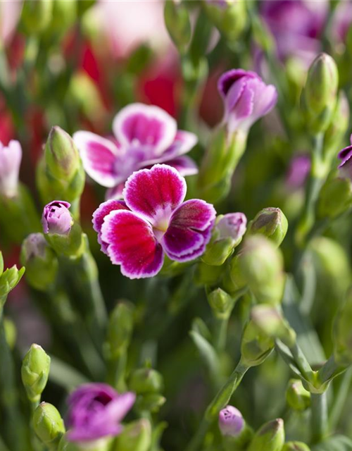 Dianthus 'Pink Kisses'®