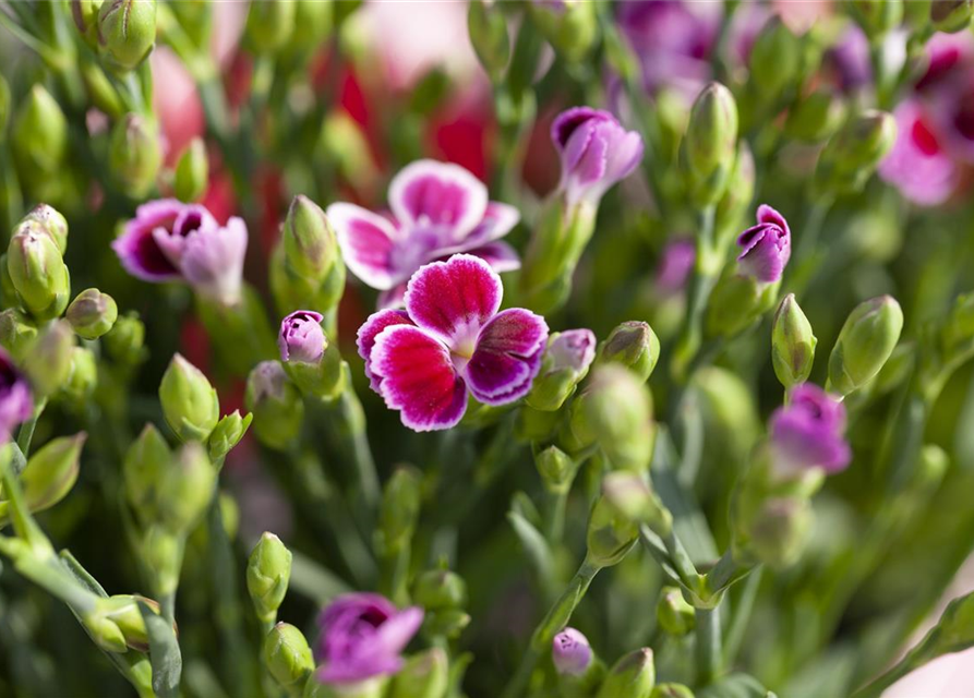 Dianthus 'Pink Kisses'®