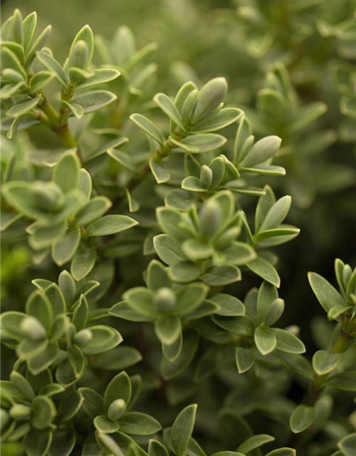 Strauchveronika 'Green Globe'