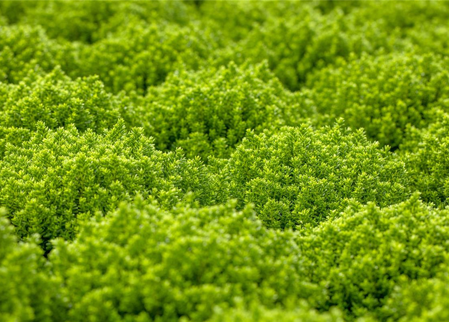 Strauchveronika 'Green Globe'