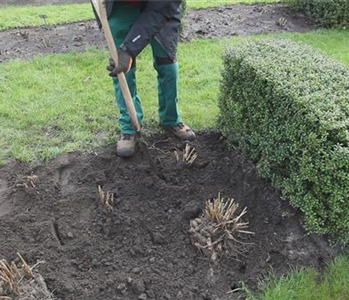 Dahlien - Einpflanzen im Garten