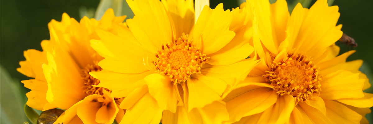 Coreopsis