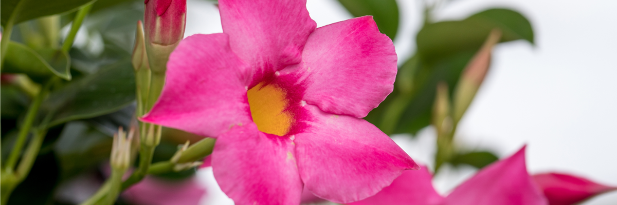 Mandevilla 'Bloom Bells'®