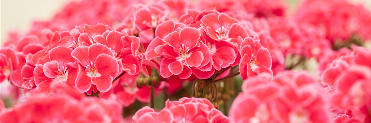 Pelargonium