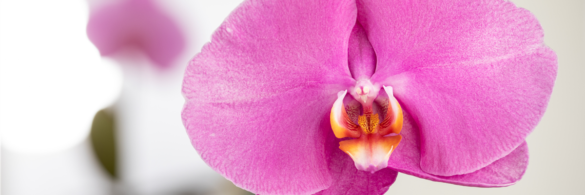 Phalaenopsis 'Singolo'®, rosa