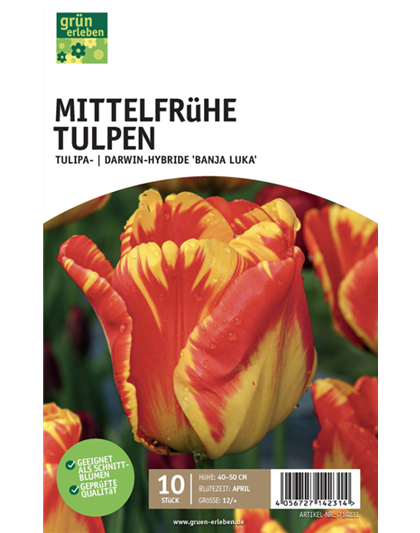 Mittelfrühe Tulpe