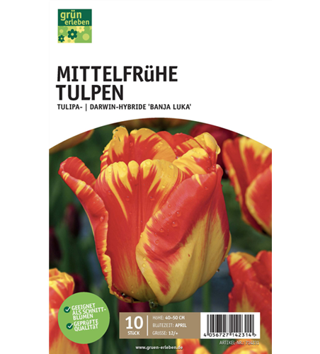 Mittelfrühe Tulpe