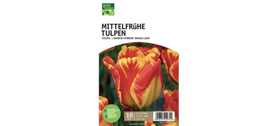 Mittelfrühe Tulpe