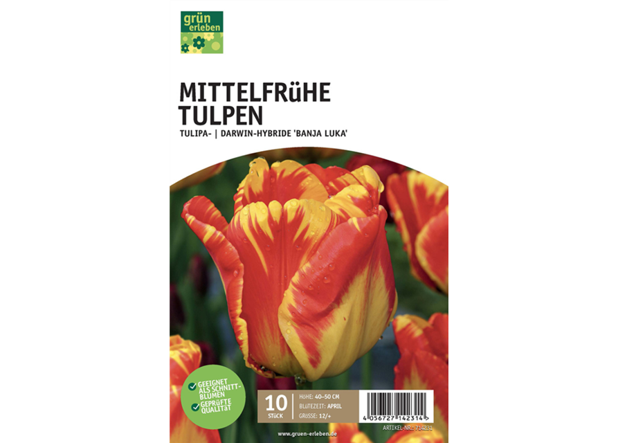 Mittelfrühe Tulpe