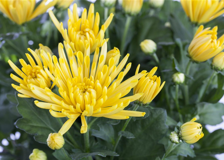 Chrysanthemen