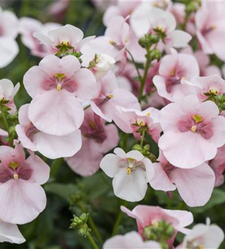 Diascia