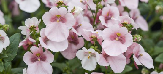 Diascia