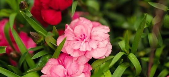 Gartennelke 'Carnelia'