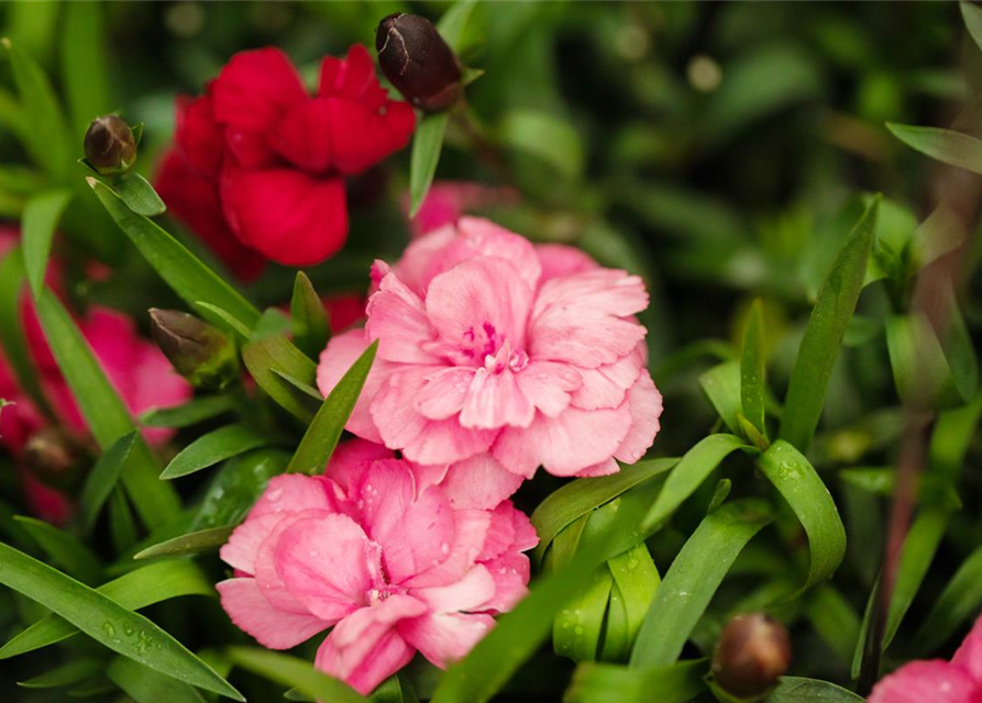 Gartennelke 'Carnelia'