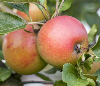 WIE GEHT... OBSTGEHöLZE PFLANZEN?