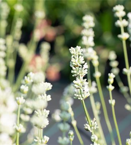 Lavandula x intermedia 'Edelweiß'