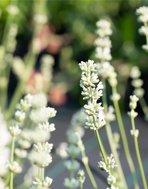 Lavandula x intermedia 'Edelweiß'