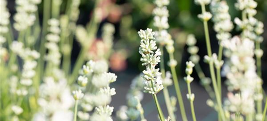 Lavandula x intermedia 'Edelweiß'