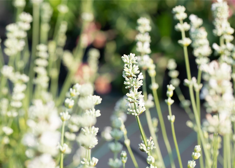 Lavandula x intermedia 'Edelweiß'