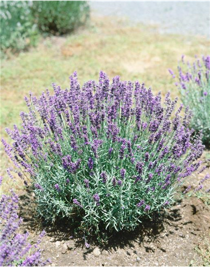 Lavandula angustifolia 'Felice'