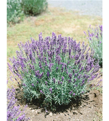 Lavandula angustifolia 'Felice'