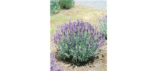 Lavandula angustifolia 'Felice'