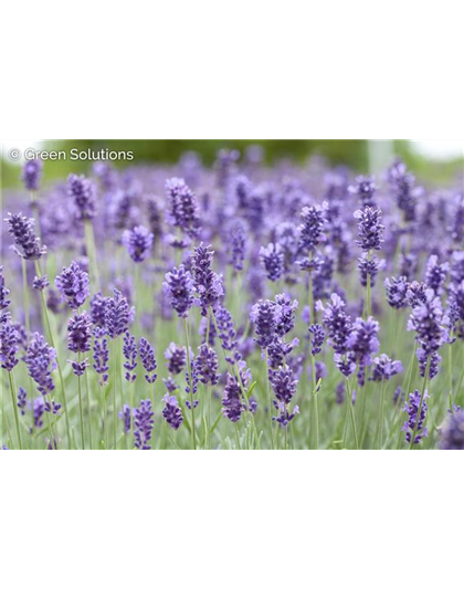 LAVANDULA ANGUSTIFOLIA 'HIDCOTE BLUE'