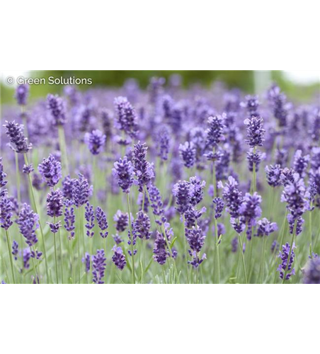 LAVANDULA ANGUSTIFOLIA 'HIDCOTE BLUE'