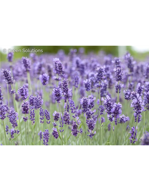 LAVANDULA ANGUSTIFOLIA 'HIDCOTE BLUE'